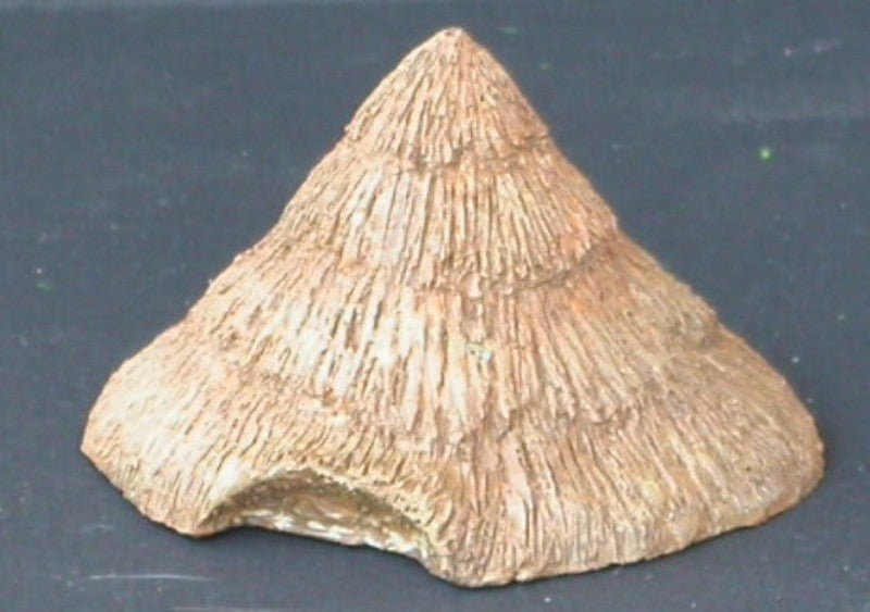 TOI16 Toit de chaume pointu